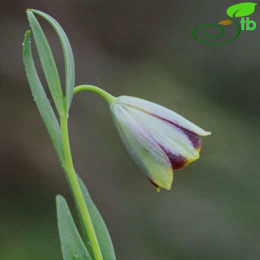 Fritillaria bithynica