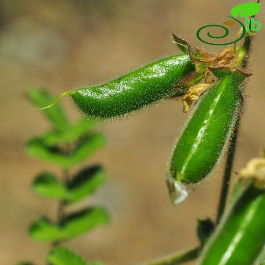 Cicer heterophyllum
