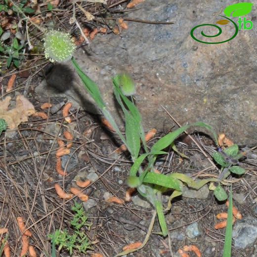 Lagurus-Tavşankuyruğu