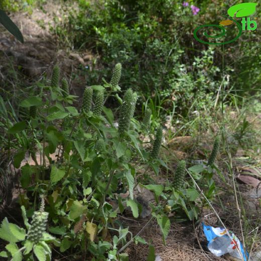 Teucrium lamiifolium