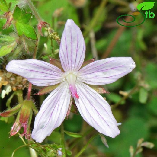 Geraniaceae-Turnagagasıgiller