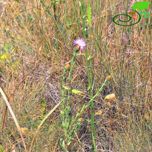 Centaurea inexpectata