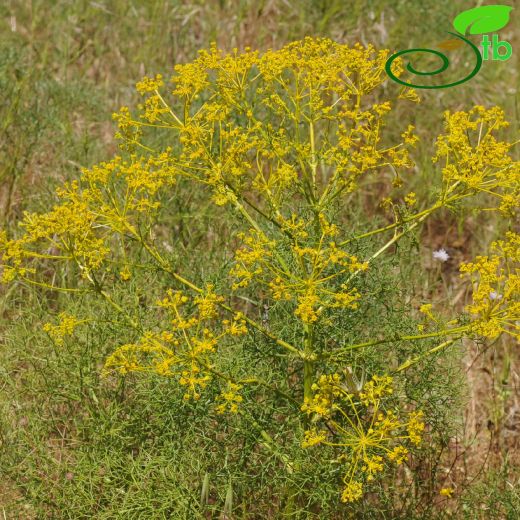 Apiaceae-Maydanozgiller