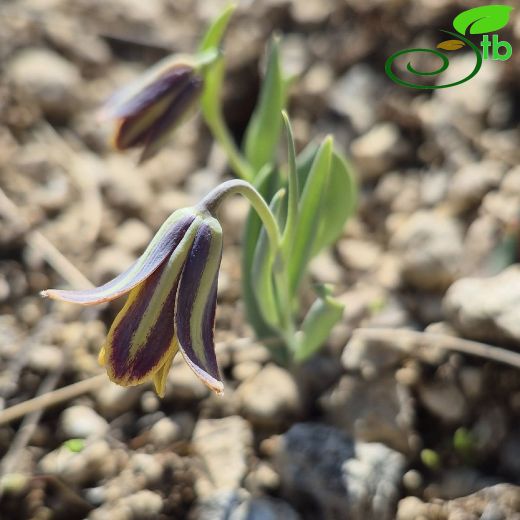 Fritillaria-Terslale