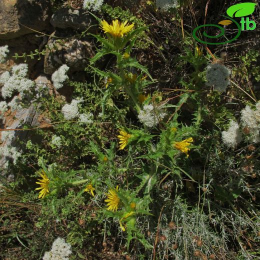 Asteraceae-Papatyagiller