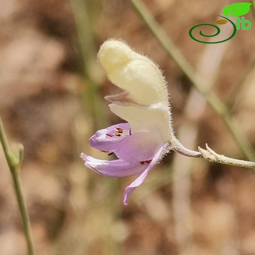 Delphinium saccatum