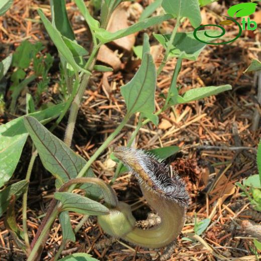 Aristolochia poluninii