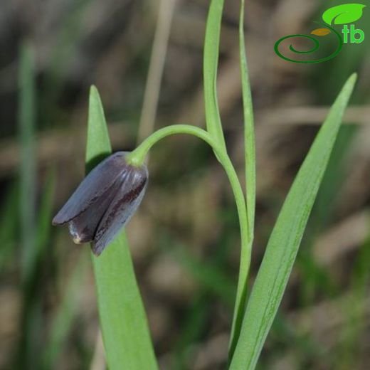 Fritillaria asumaniae