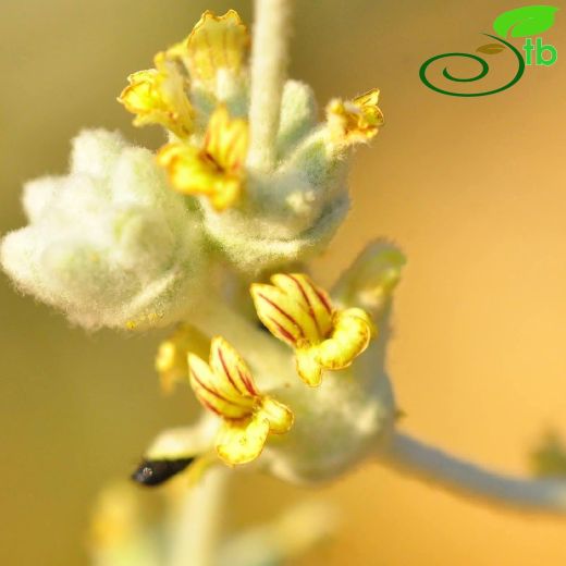 Sideritis hololeuca