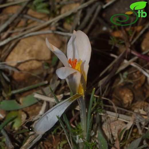 Crocus-Çiğdem