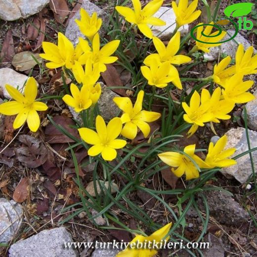 Sternbergia lutea