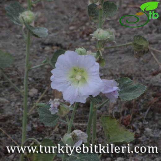 Alcea biennis