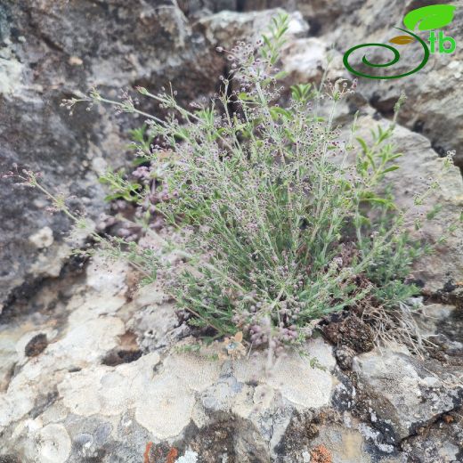 Galium-Yapışkanotu