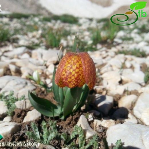 Fritillaria aurea