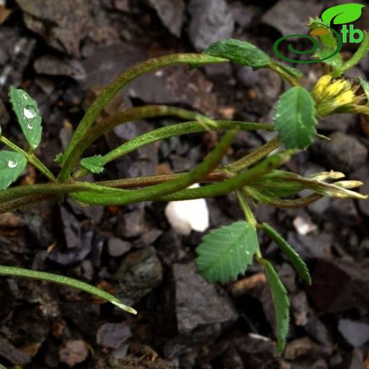 Medicago medicaginoides