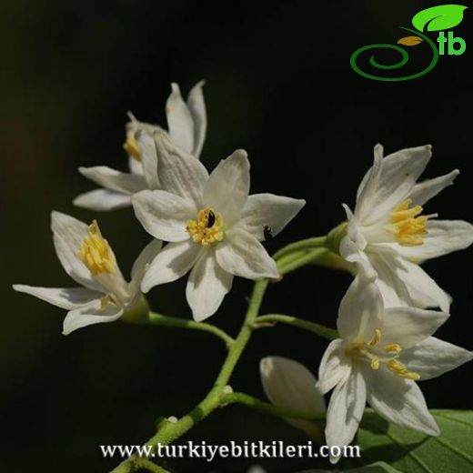 Styracaceae-Ayıfındığıgiller