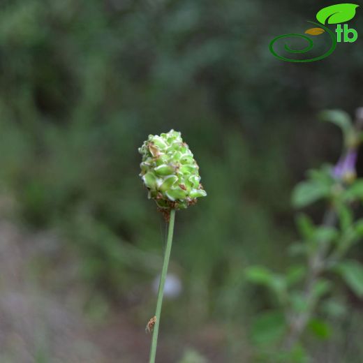 Sanguisorba-Çayırdüğmesi