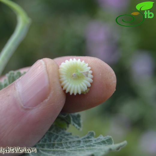 Alcea biennis