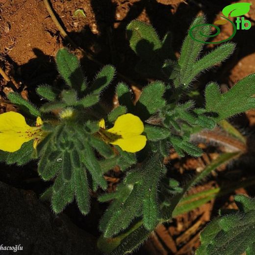 Ajuga chamaepitys ssp glareosa