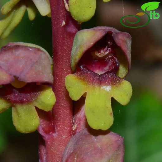 Steveniella-Takkelisalep