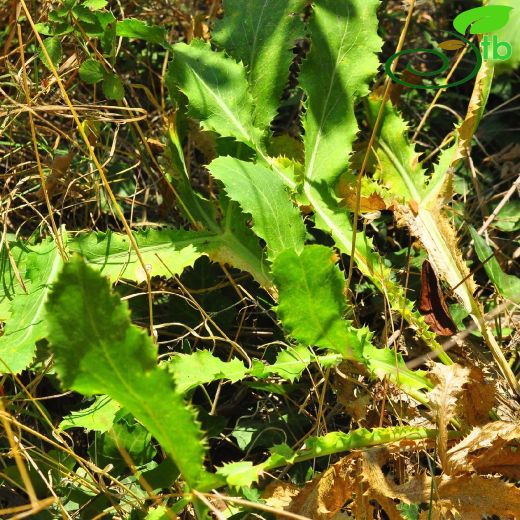 Eryngium-Boğadikeni