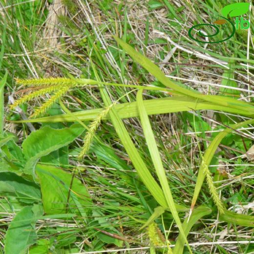 Carex pseudocyperus