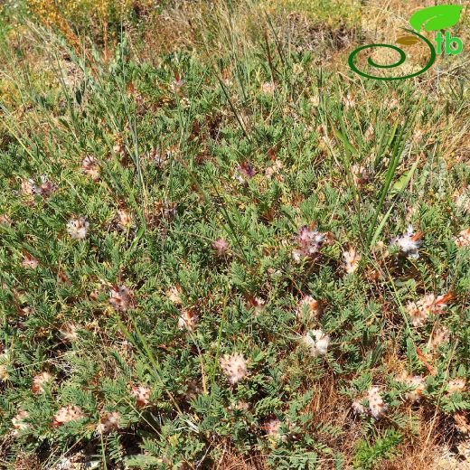 Astragalus baibutensis