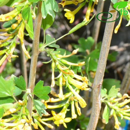 Grossulariaceae-Bektaşiüzümügiller