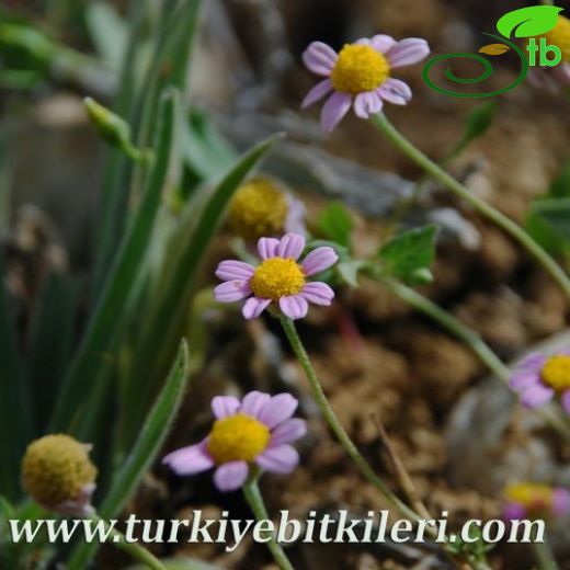 Anthemis rosea