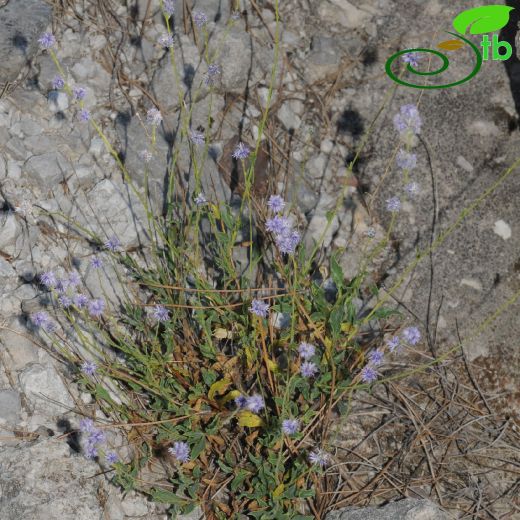 Globularia elmasii