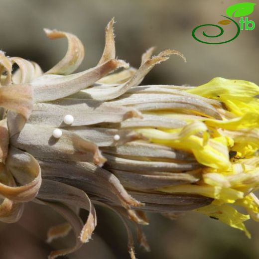 Taraxacum syriacum