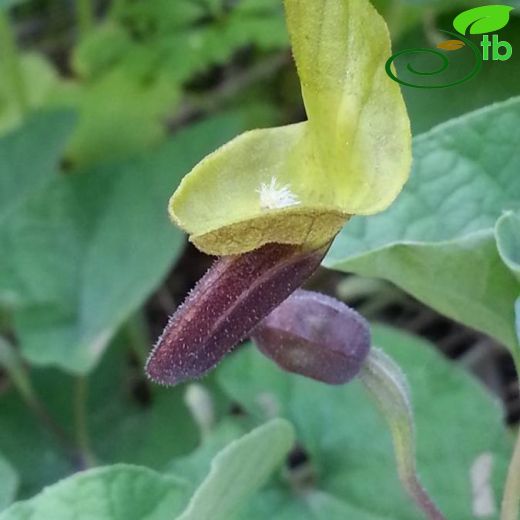 Aristolochia krausei