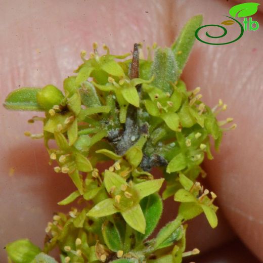 Rhamnaceae-Cehrigiller