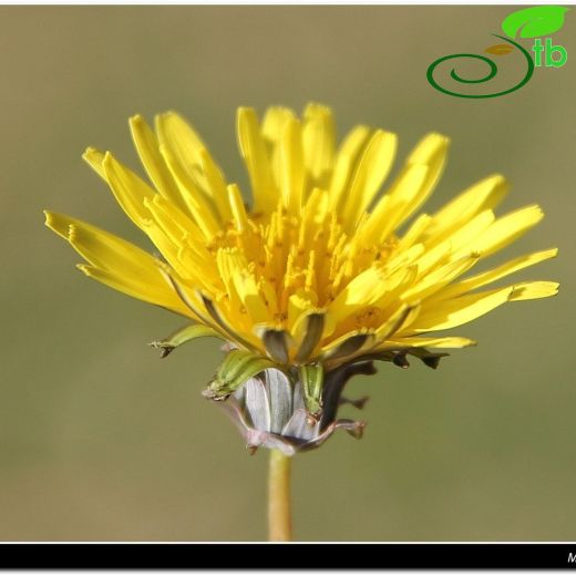 Taraxacum aleppicum