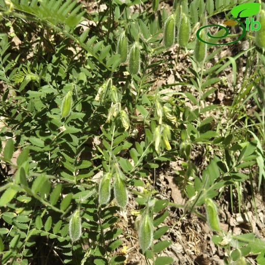 Cicer montbretii