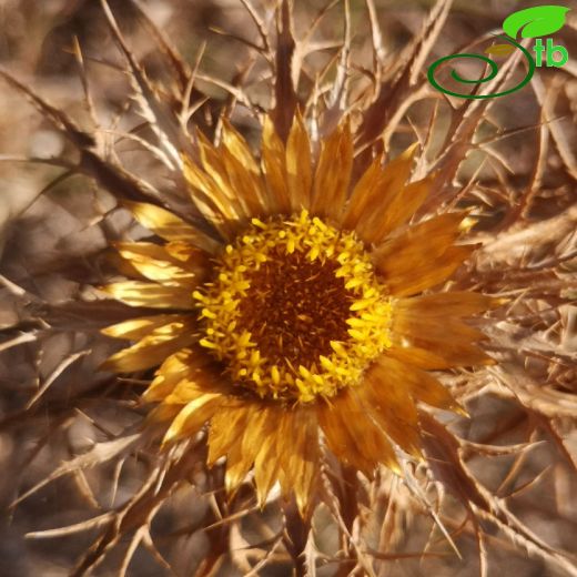 Carlina-Domuzdikeni
