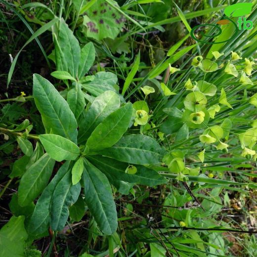 Euphorbia amygdaloides