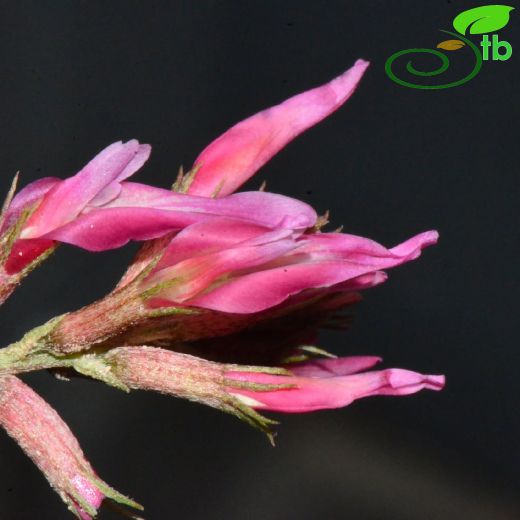 Astragalus tigridis