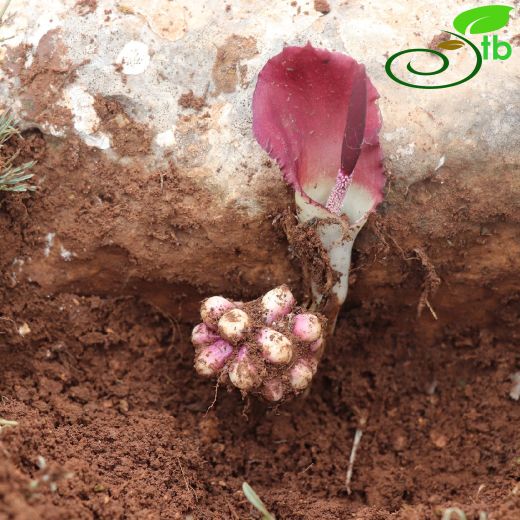 Araceae-Yılanyastığıgiller
