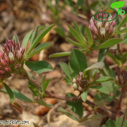 Trifolium bocconei