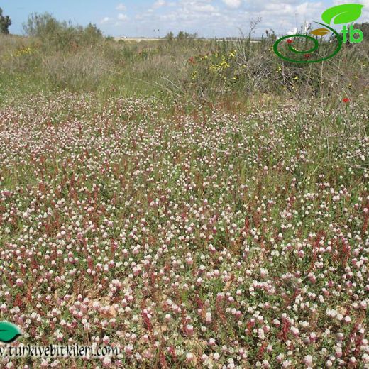 Trifolium beryteum