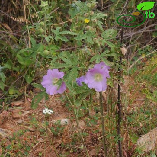 Alcea digitata