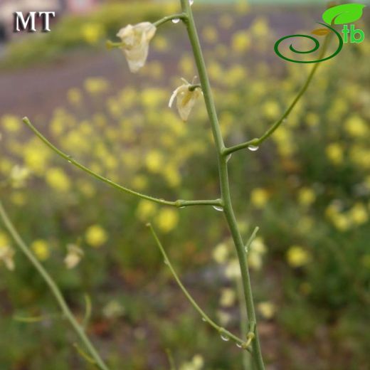 Sisymbrium altissimum