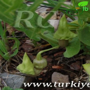 Aristolochia cilicica