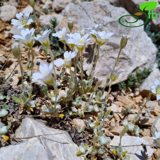Caryophyllaceae-Karanfilgiller