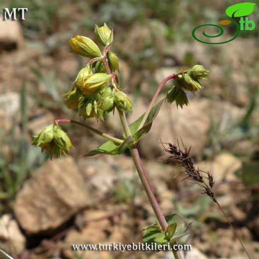 Hypericum perfoliatum