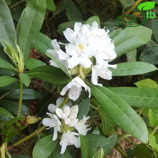 Rhododendron-Ormangülü