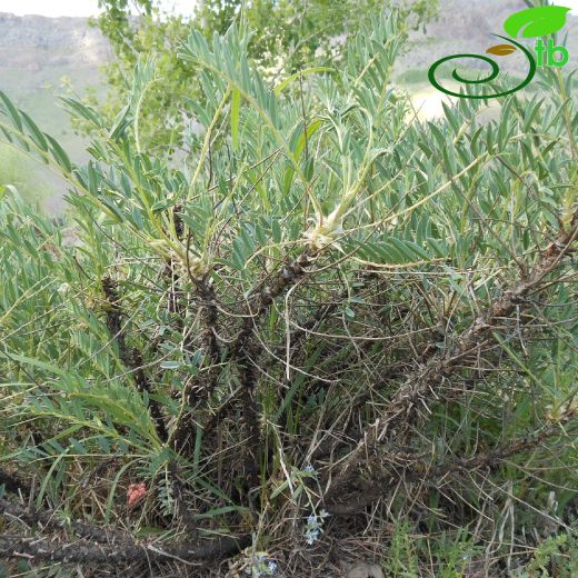 Astragalus longifolius