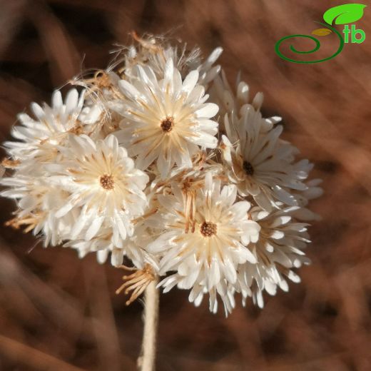 Helichrysum-Ölmez çiçek