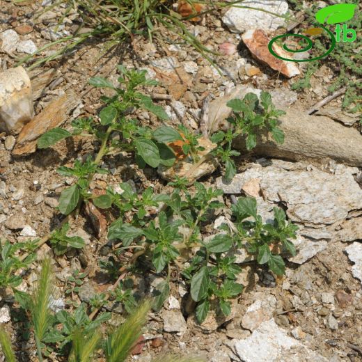 Amaranthus-Horozibiği